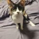 Female Devon Rex