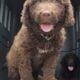 Chesapeake Bay Retriever puppies