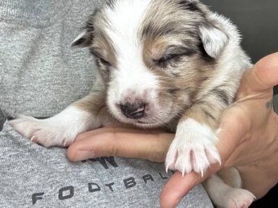 Australian Shepard #5