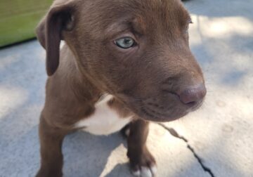 Pitbull mixed