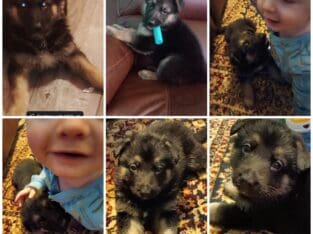 Pure bread German shepherds puppies