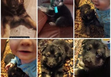 Pure bread German shepherds puppies