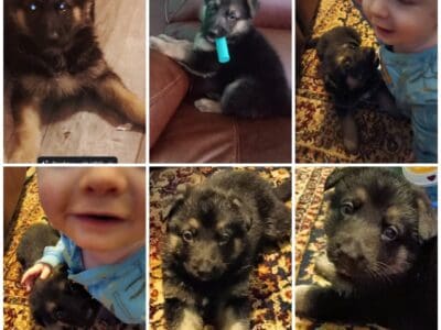 Pure bread German shepherds puppies
