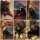Pure bread German shepherds puppies
