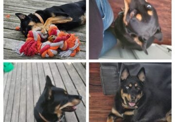Rott/Husky