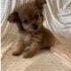 Morkie