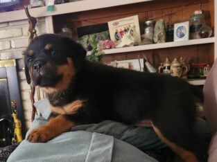 Rottweiler Puppies Available!