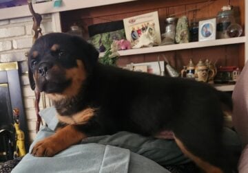 Rottweiler Puppies Available!
