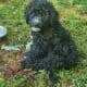 Aussiedoodle puppies ready 6/27