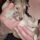 Registered “Lassie” Collie puppies Sable Tri Blue