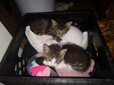 Kittens