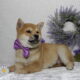 AKC Shiba Inu Larry