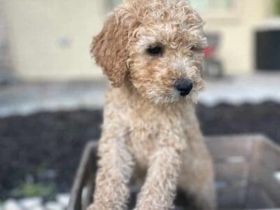 BoykinDoodles