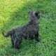 German shepherd puppies