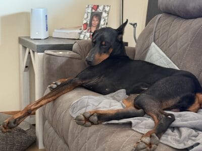 Doberman