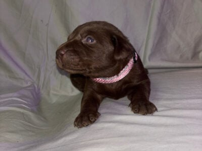 AKC American Labrador Retrievers