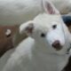 Bluey the Siberian husky