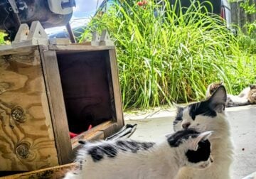 FREE ADORABLE KITTENS