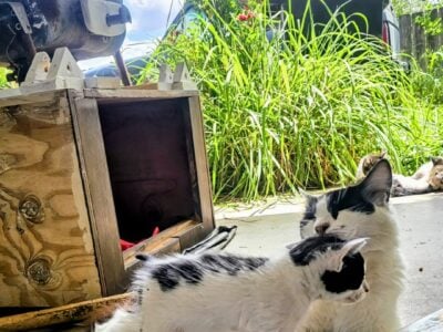 FREE ADORABLE KITTENS