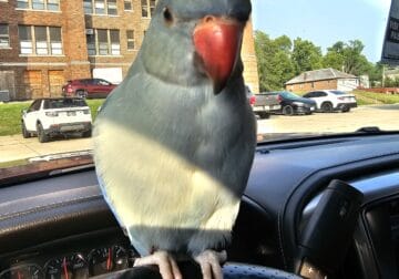 1 year old indian ringneck for sale cage included