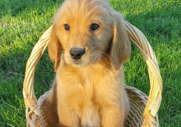 AKC registered Golden Retriever pups