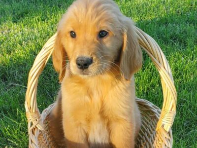 AKC registered Golden Retriever pups