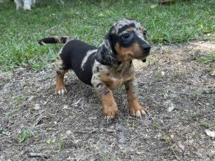 Dachshund Chihuahua mix 70/30