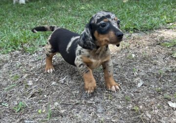 Dachshund Chihuahua mix 70/30
