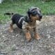 Dachshund Chihuahua mix 70/30