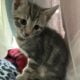 Kittens 9 weeks old