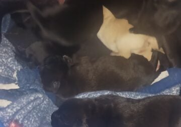 Puppys for sale