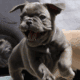 French Bulldog Female Blue Brindle