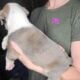 Olde English Bulldogge Puppies
