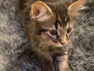 🐈‍⬛ kittens