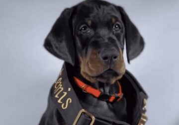 European Doberman Puppies