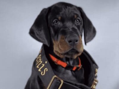 European Doberman Puppies