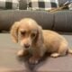 Miniature Dauchshund