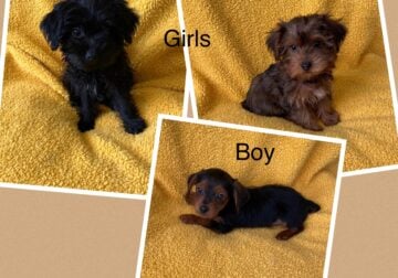 Yorkie/Poodle mixed
