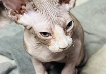 Sphynx kittens