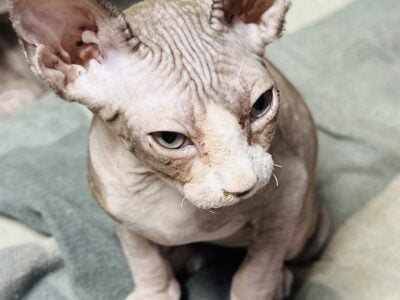 Sphynx kittens
