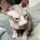 Sphynx kittens