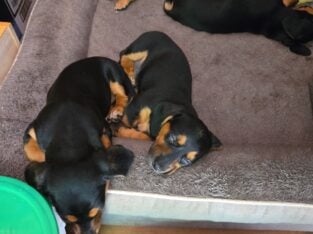 Daushand puppies for sale