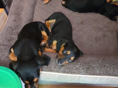 Daushand puppies for sale