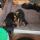 Daushand puppies for sale
