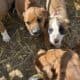 daniff/ pit puppies