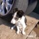 Border Collie pups