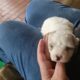Cavapoo f1b