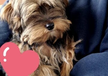 Yorkie Maltese