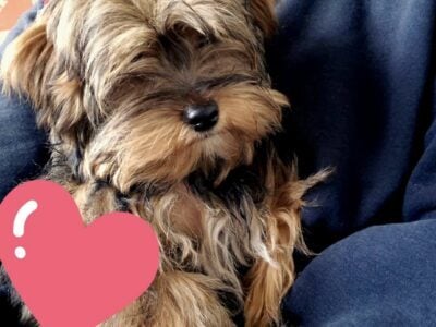 Yorkie Maltese