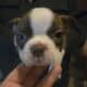 Boston Terrier Puppies